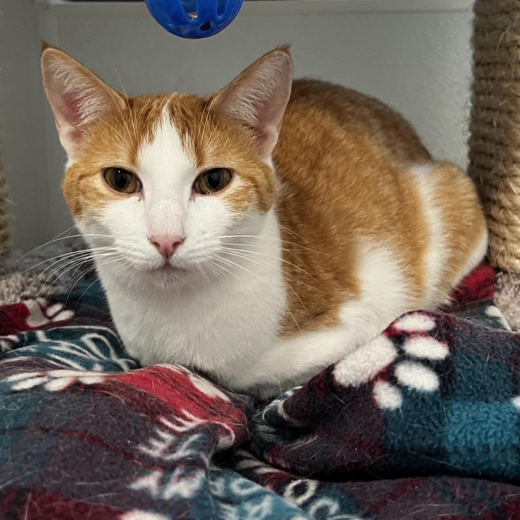 Ella, a Adoptable mixed breed in Brighton, MO image 4/6