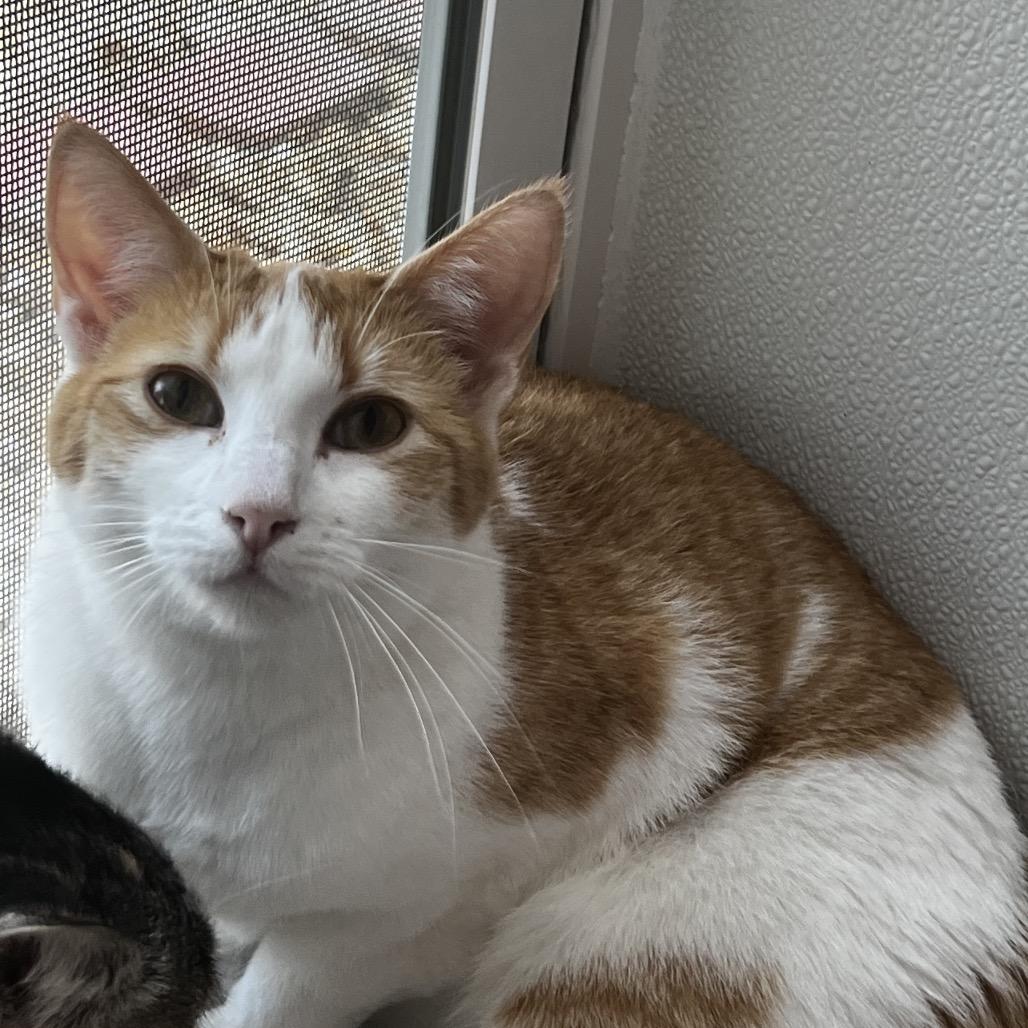 Enlarge Ella, a Adoptable mixed breed in Brighton, MO image 2/3