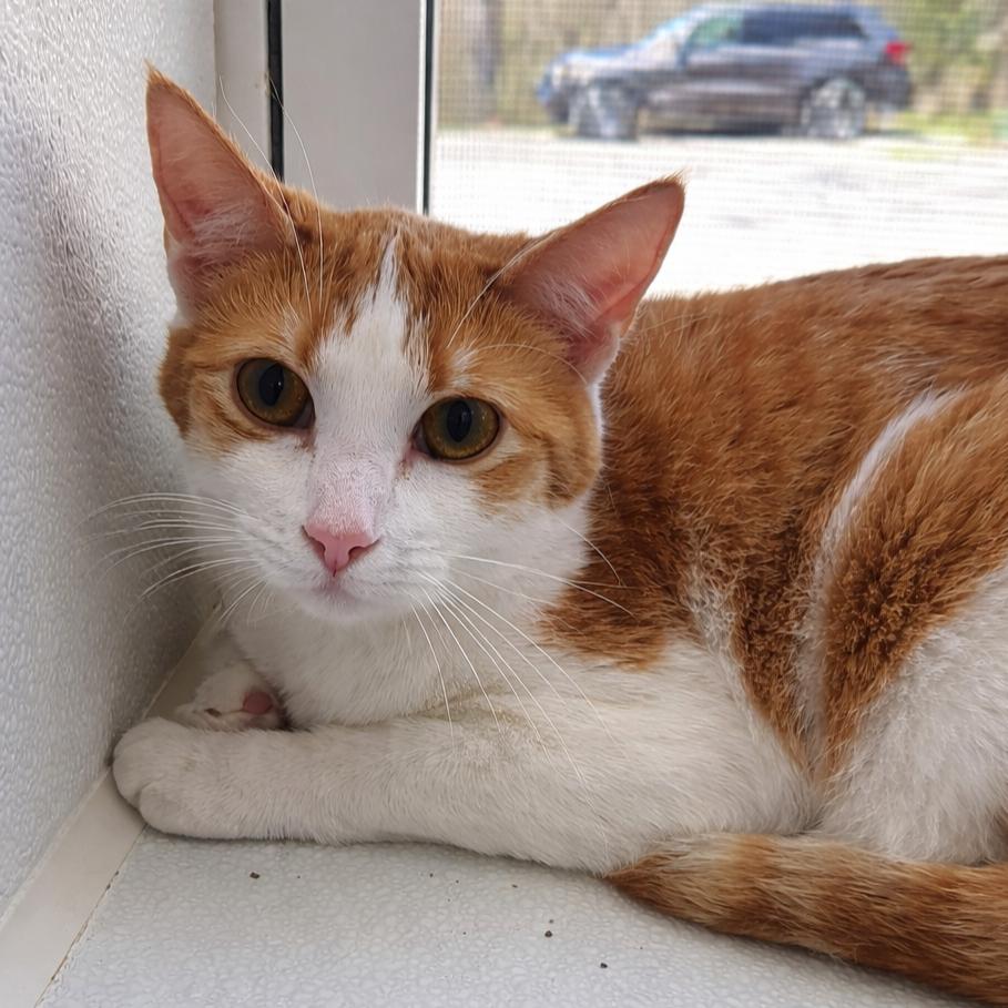 Enlarge Ella, a Adoptable mixed breed in Brighton, MO image 3/3