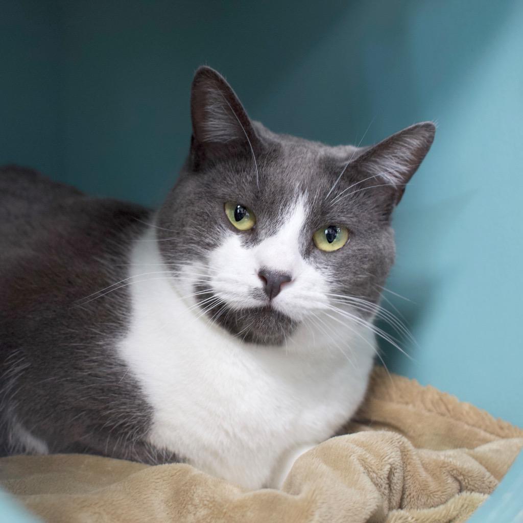 Honeydew, Adoptable, Adult Female Domestic Short Hair.