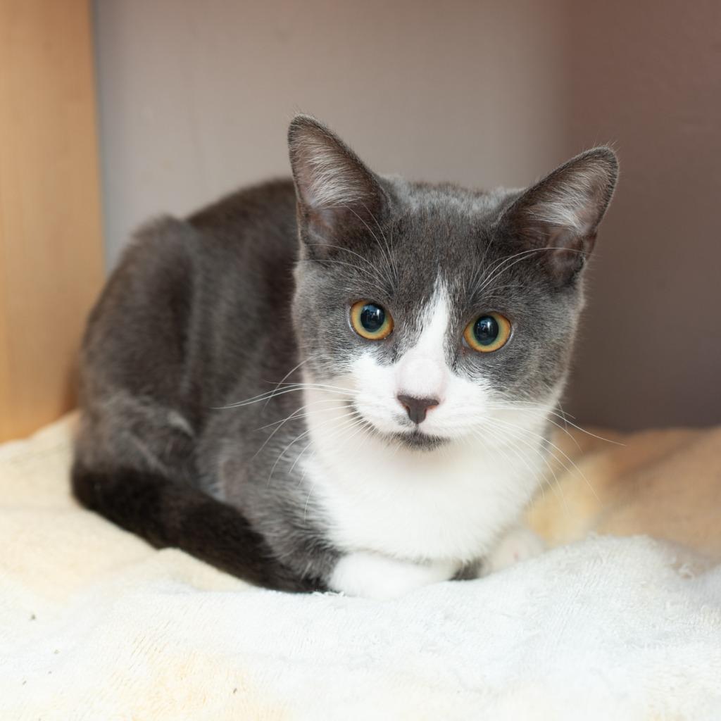 Honeydew, Adoptable, Adult Female Domestic Short Hair.