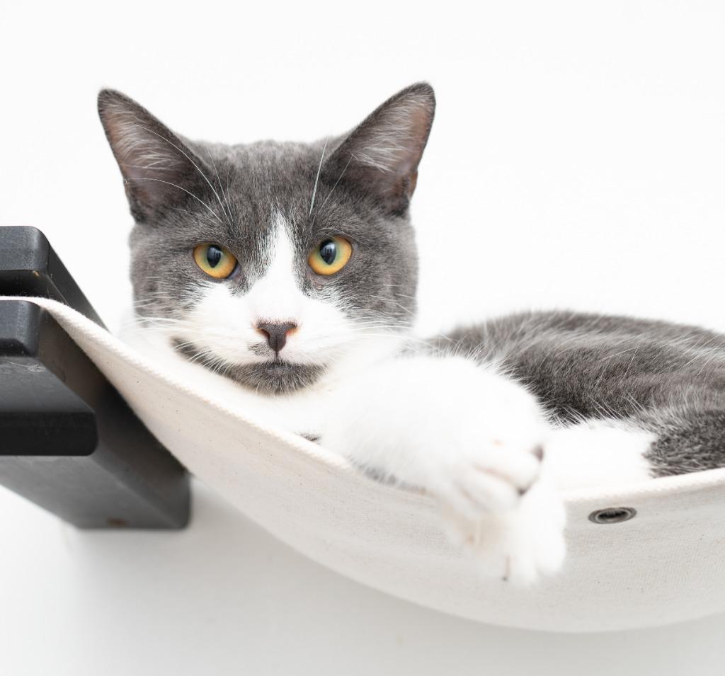 Enlarge Honeydew, a Adoptable mixed breed in Los Angeles, CA image 2/6