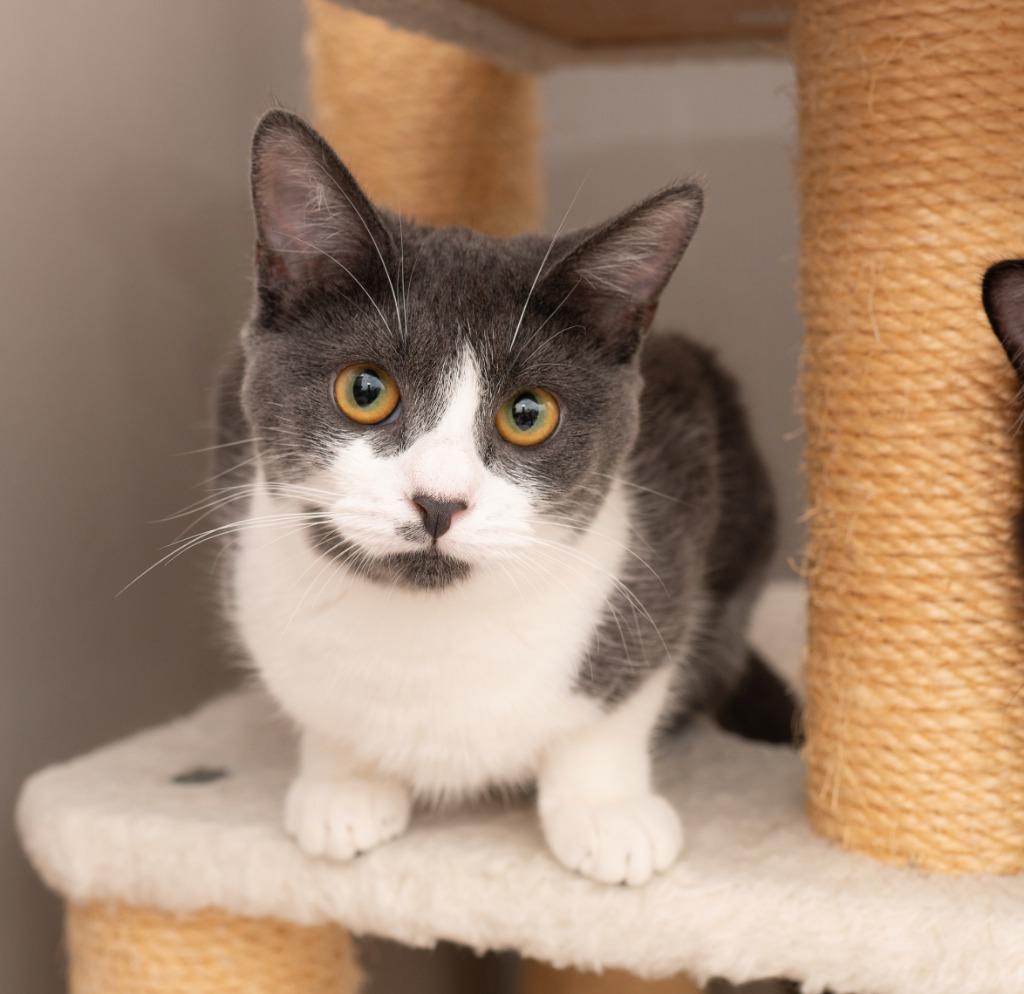 Enlarge Honeydew, a Adoptable mixed breed in Los Angeles, CA image 4/6