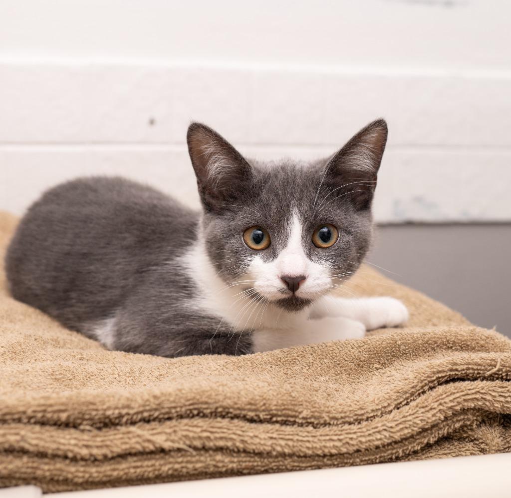 Enlarge Honeydew, a Adoptable mixed breed in Los Angeles, CA image 5/6