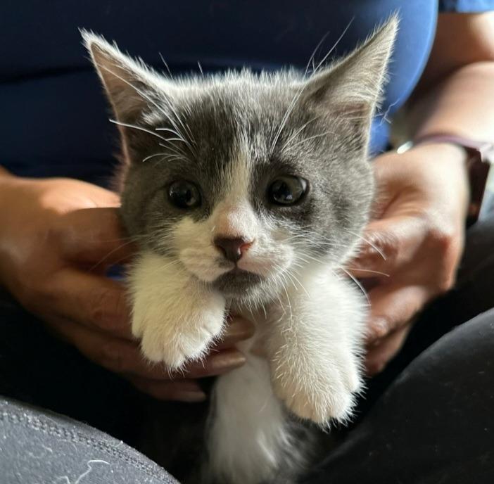 Enlarge Honeydew, a Adoptable mixed breed in Los Angeles, CA image 6/6
