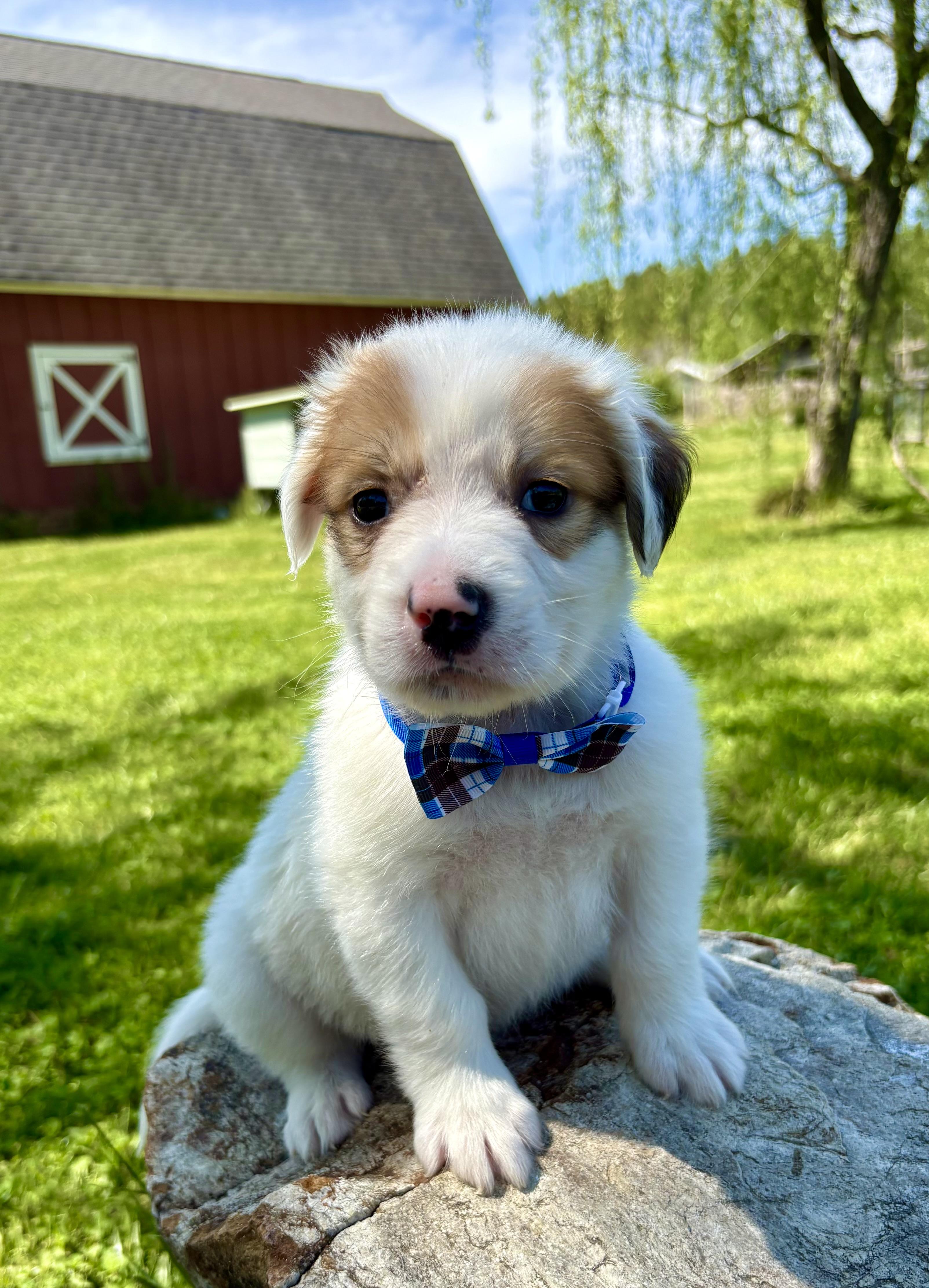 Enlarge Niko, a Adoptable mixed breed in Pittsboro, NC image 2/4