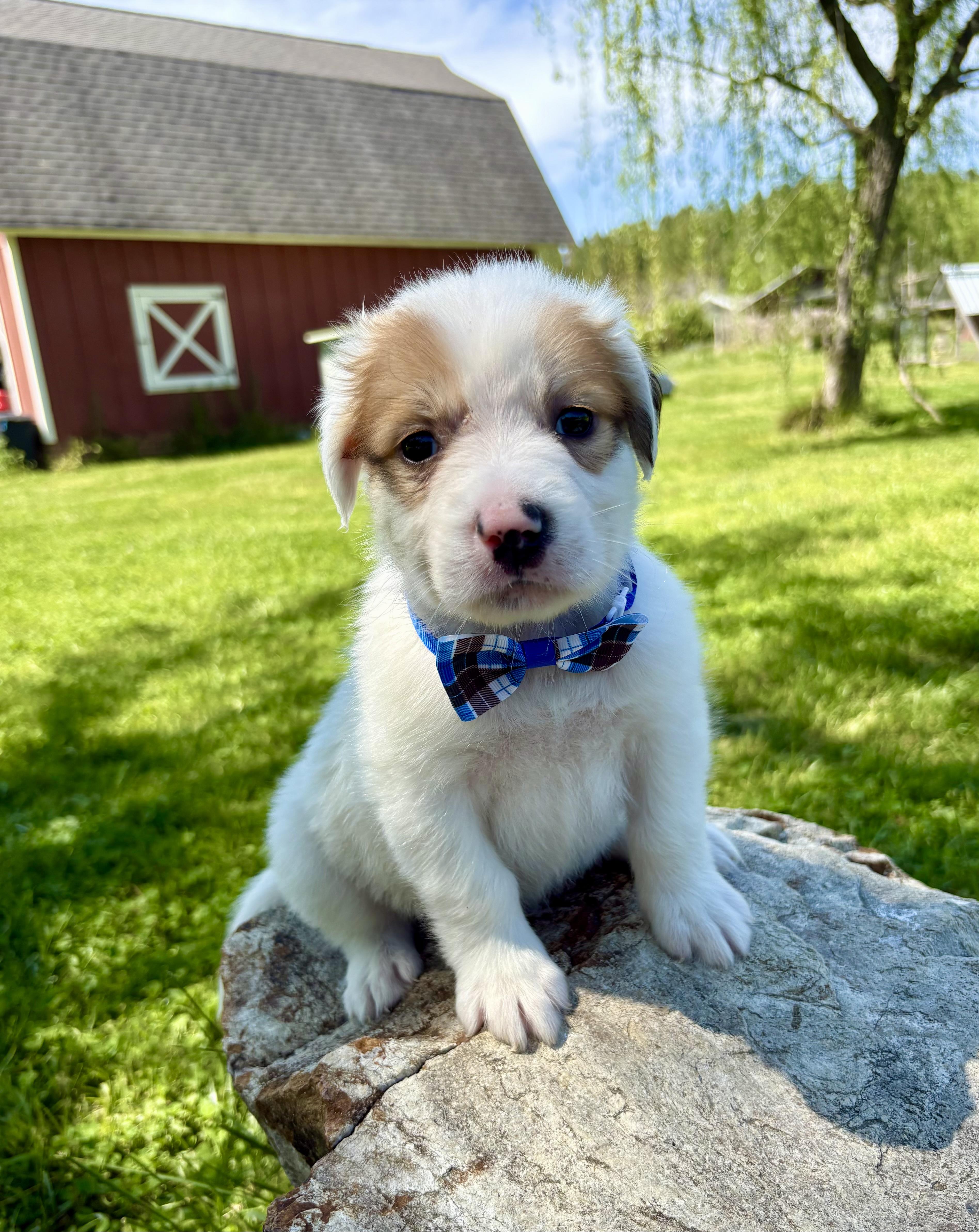 Enlarge Niko, a Adoptable mixed breed in Pittsboro, NC image 3/4
