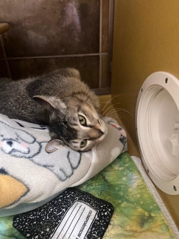 Ducky, a Adoptable Domestic Short Hair in Westminster, CO image 2/6