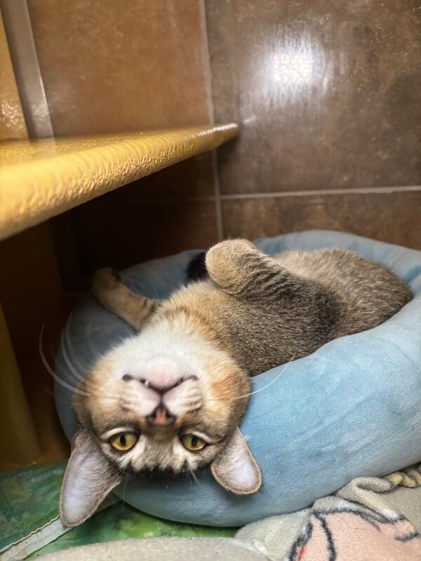 Ducky, a Adoptable Domestic Short Hair in Westminster, CO image 3/6