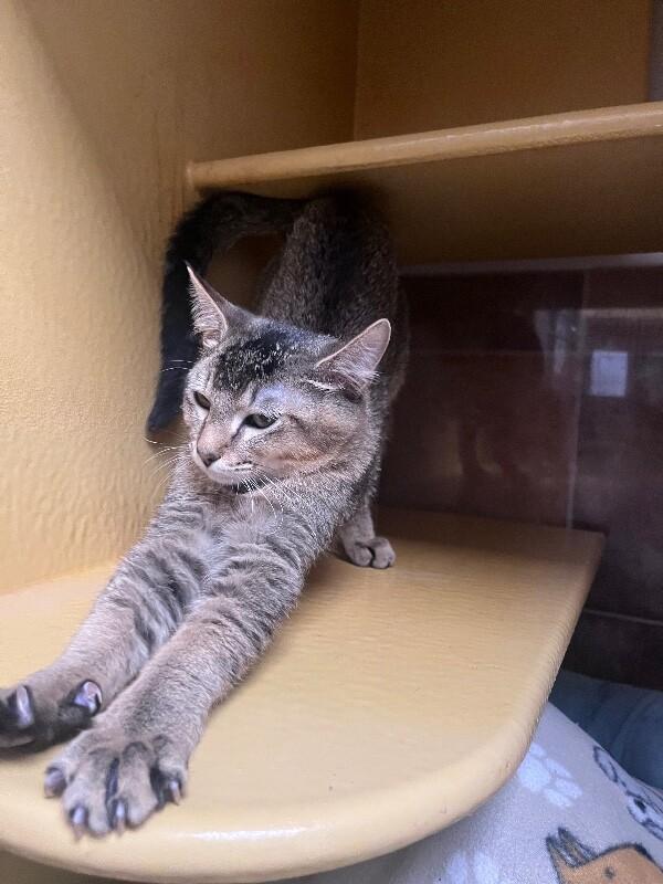 Ducky, a Adoptable Domestic Short Hair in Westminster, CO image 4/6