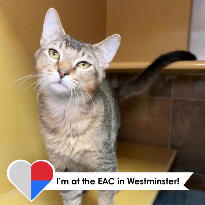 Ducky, a Adoptable Domestic Short Hair in Westminster, CO image 5/6
