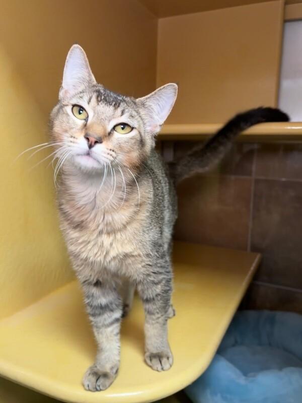 Ducky, a Adoptable Domestic Short Hair in Westminster, CO image 6/6