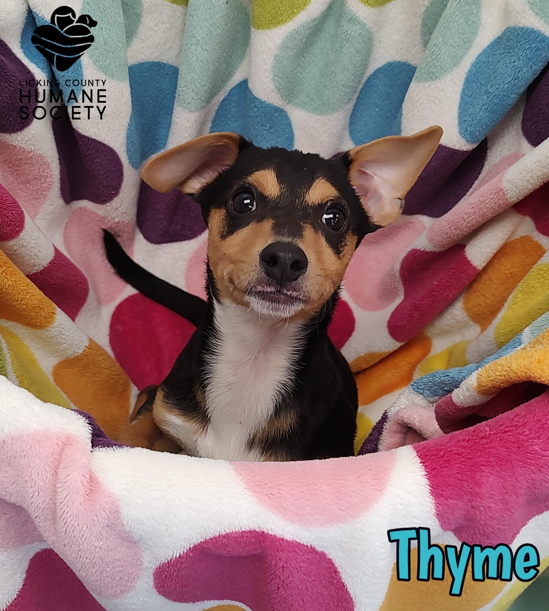 Thyme