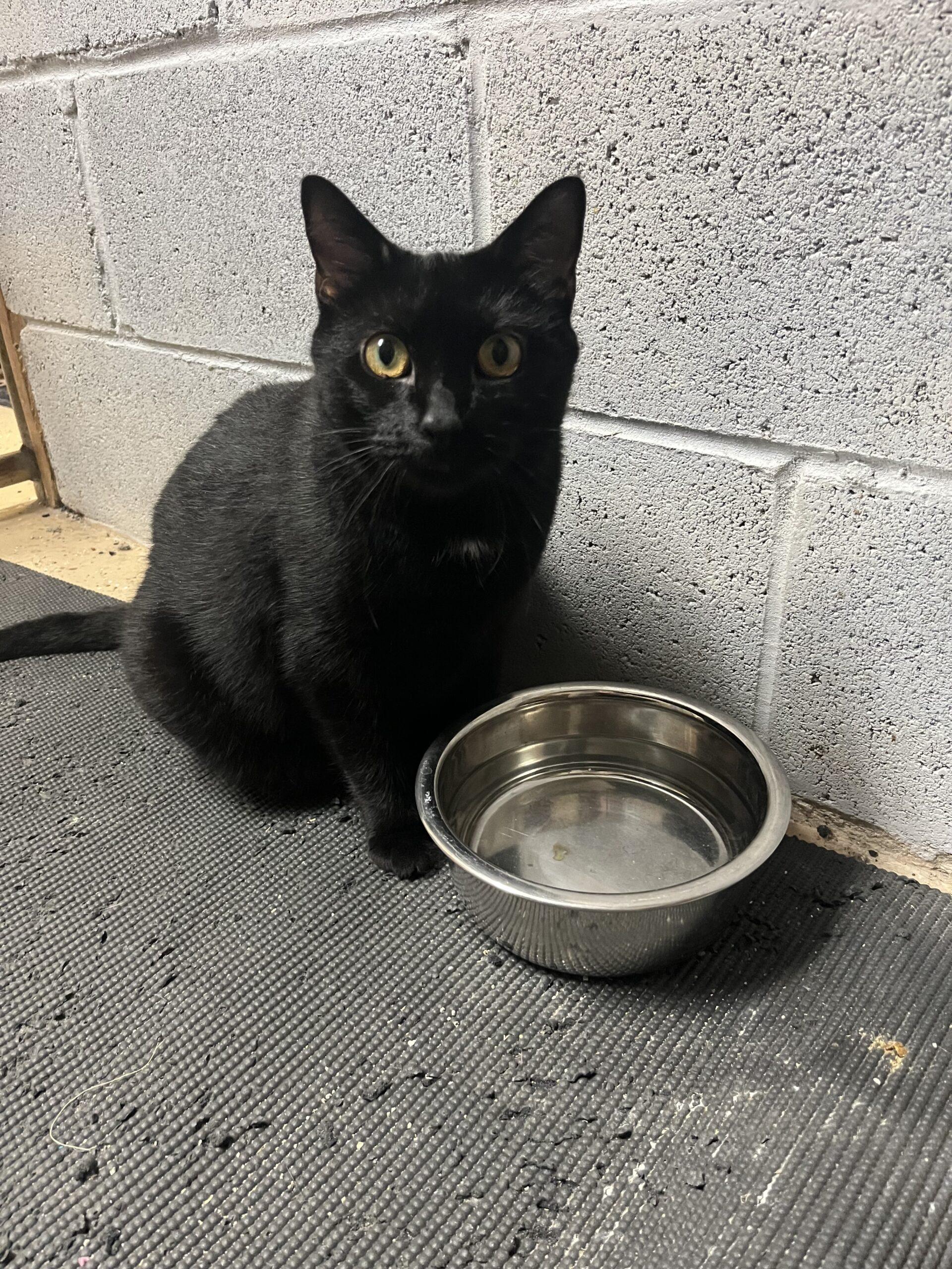 Olive, Adoptable, Adult Female Domestic Short Hair.