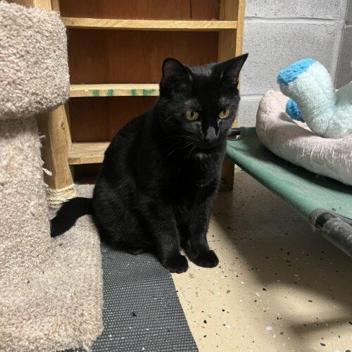Enlarge Olive, a Adoptable Domestic Short Hair in Seven Valleys, PA image 2/3