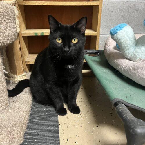 Enlarge Olive, a Adoptable Domestic Short Hair in Seven Valleys, PA image 3/3