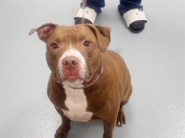RED, Adoptable, Adult Male Pit Bull Terrier & Mixed Breed.