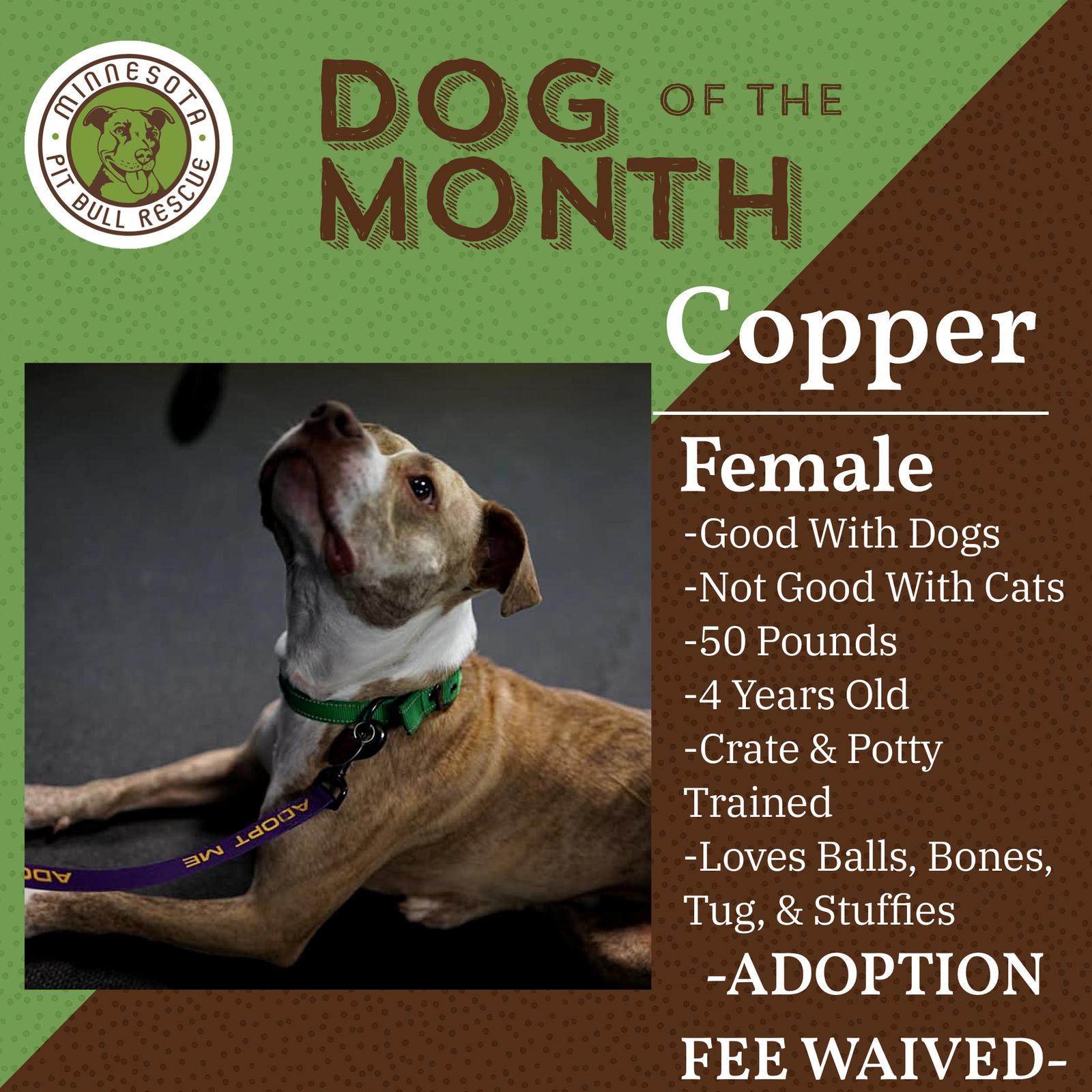Copper, a Adopted Pit Bull Terrier in Saint Paul, MN image 1/3