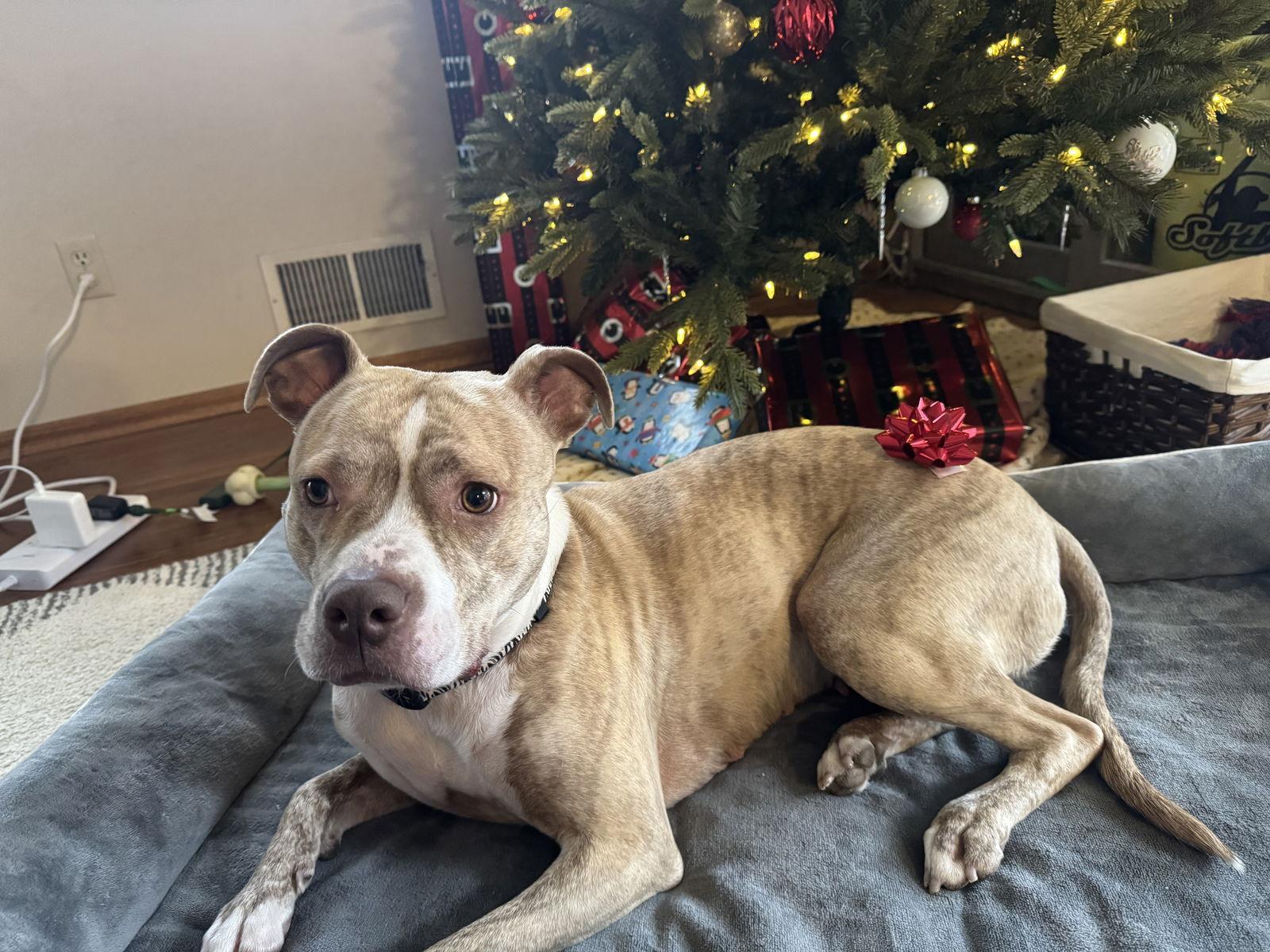 Copper, a Adopted Pit Bull Terrier in Saint Paul, MN image 2/3