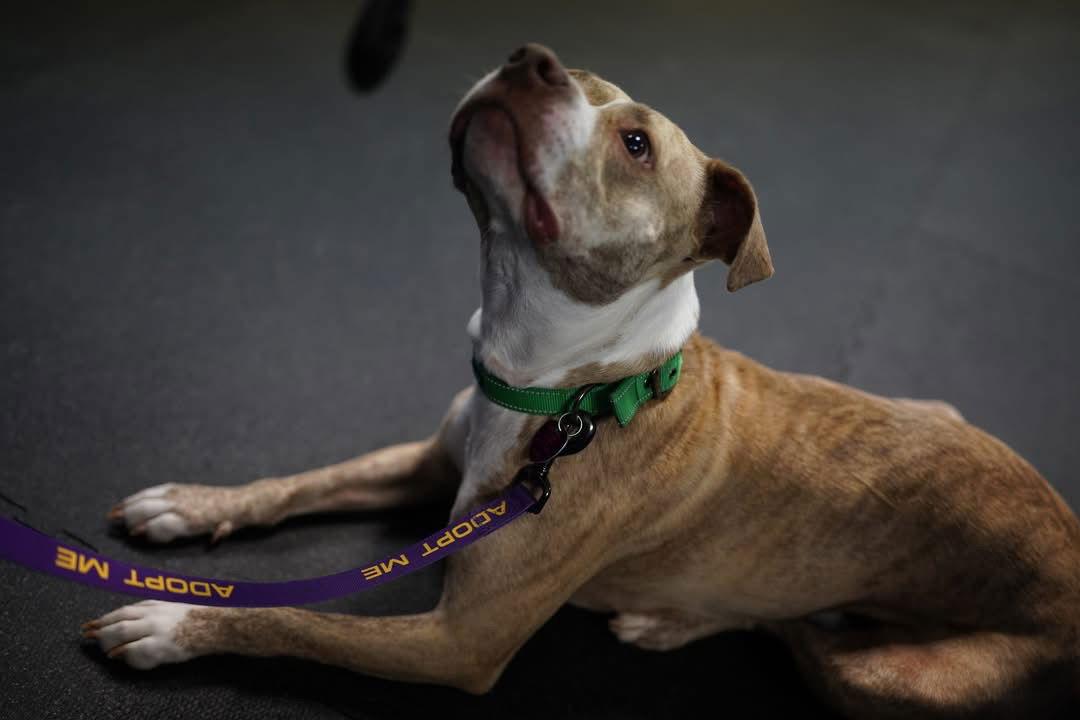 Copper, a Adopted Pit Bull Terrier in Saint Paul, MN image 3/3