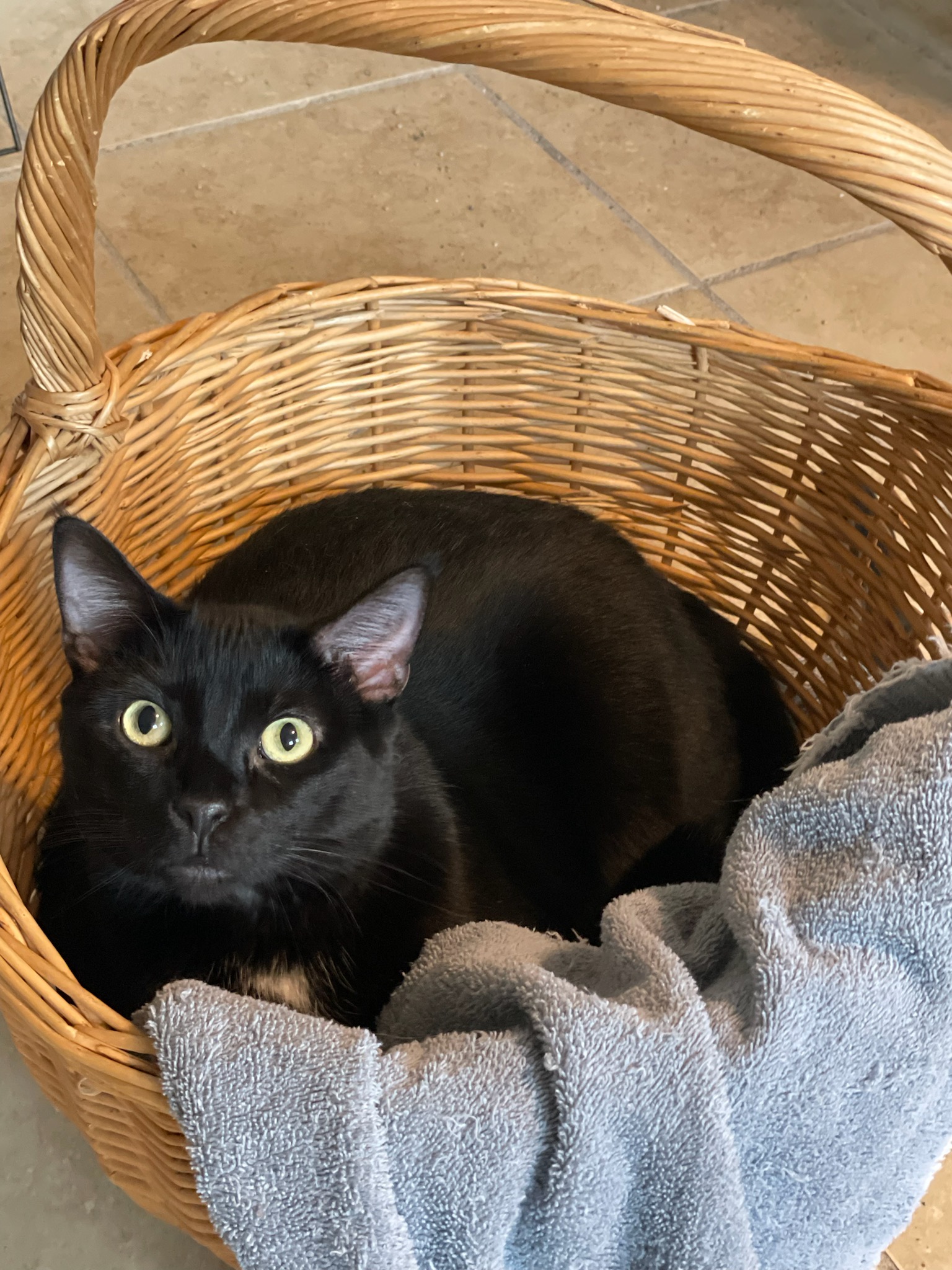 Mattie, Adoptable, Young Female Domestic Short Hair.