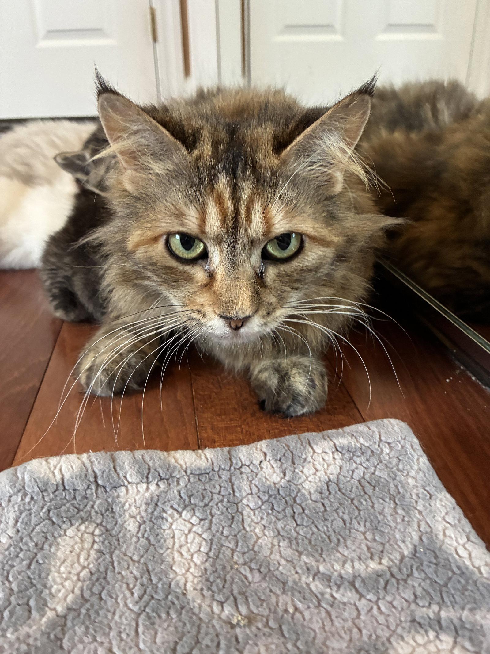 Enlarge Mimosa, a Adoptable Domestic Long Hair in Davis, CA image 1/3