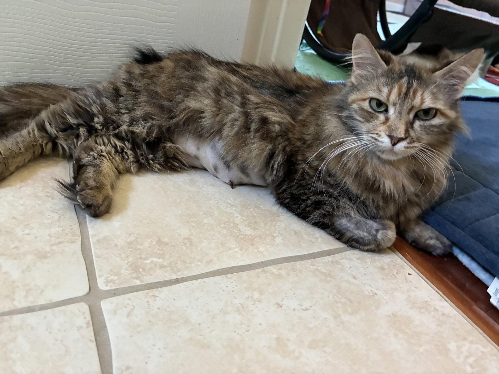 Enlarge Mimosa, a Adoptable Domestic Long Hair in Davis, CA image 2/3