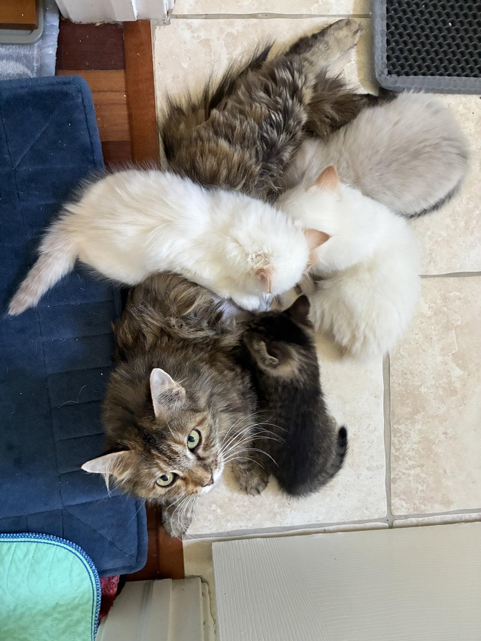 Enlarge Mimosa, a Adoptable Domestic Long Hair in Davis, CA image 3/3