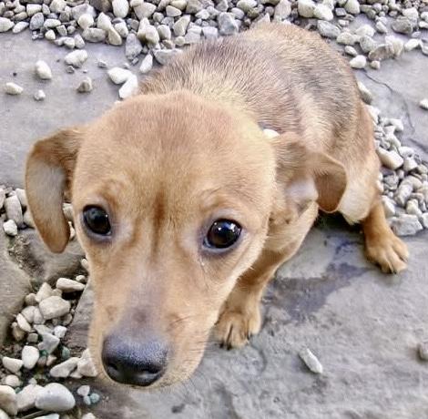 Enlarge Tootsie, a ADOPTABLE mixed breed in Westfield, NY image 5/6