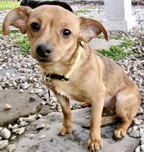 Enlarge Tootsie, a ADOPTABLE mixed breed in Westfield, NY image 6/6