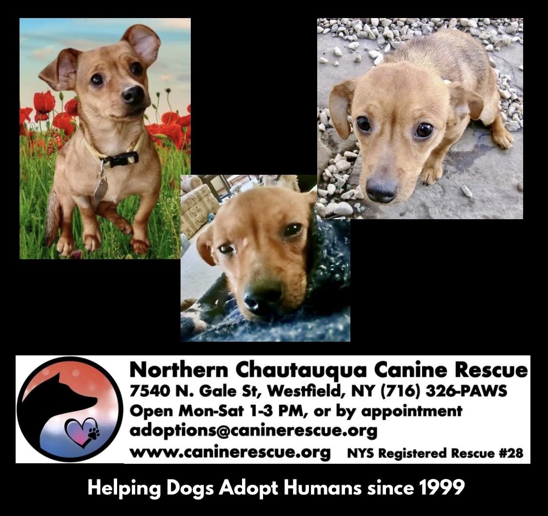 Enlarge Tootsie, a ADOPTABLE mixed breed in Westfield, NY image 3/6
