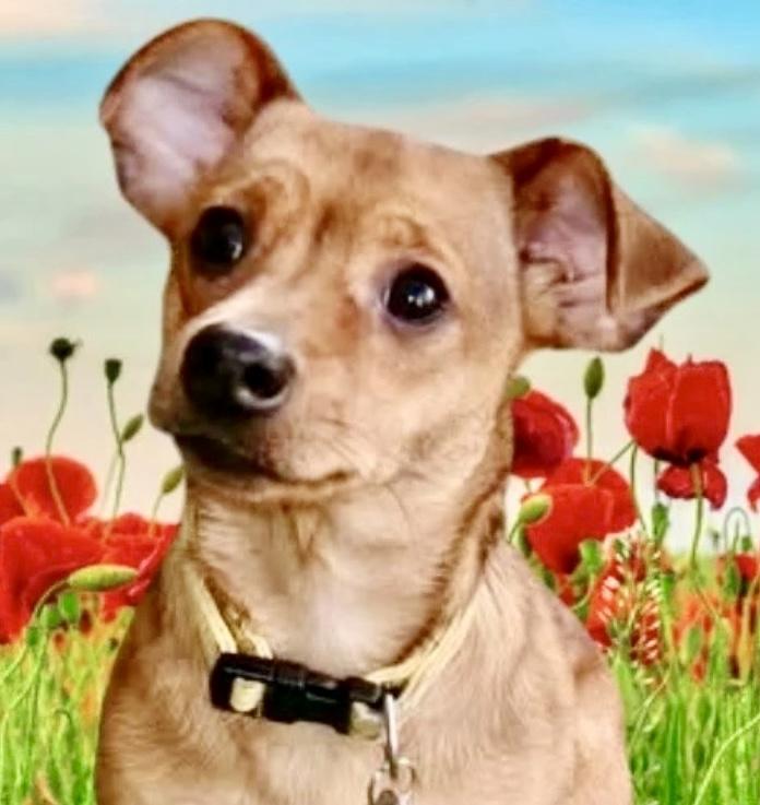 Tootsie, ADOPTABLE, Young Female Chihuahua.