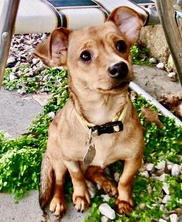 Enlarge Tootsie, a ADOPTABLE mixed breed in Westfield, NY image 4/6