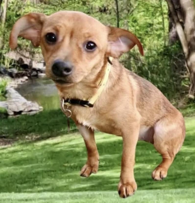 Enlarge Tootsie, a ADOPTABLE mixed breed in Westfield, NY image 2/6