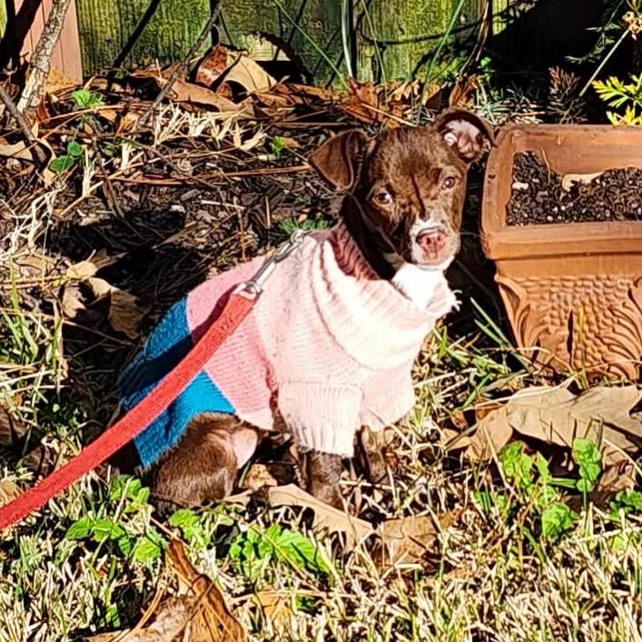 Sprinkles, ADOPTABLE, Young Female Mixed Breed.