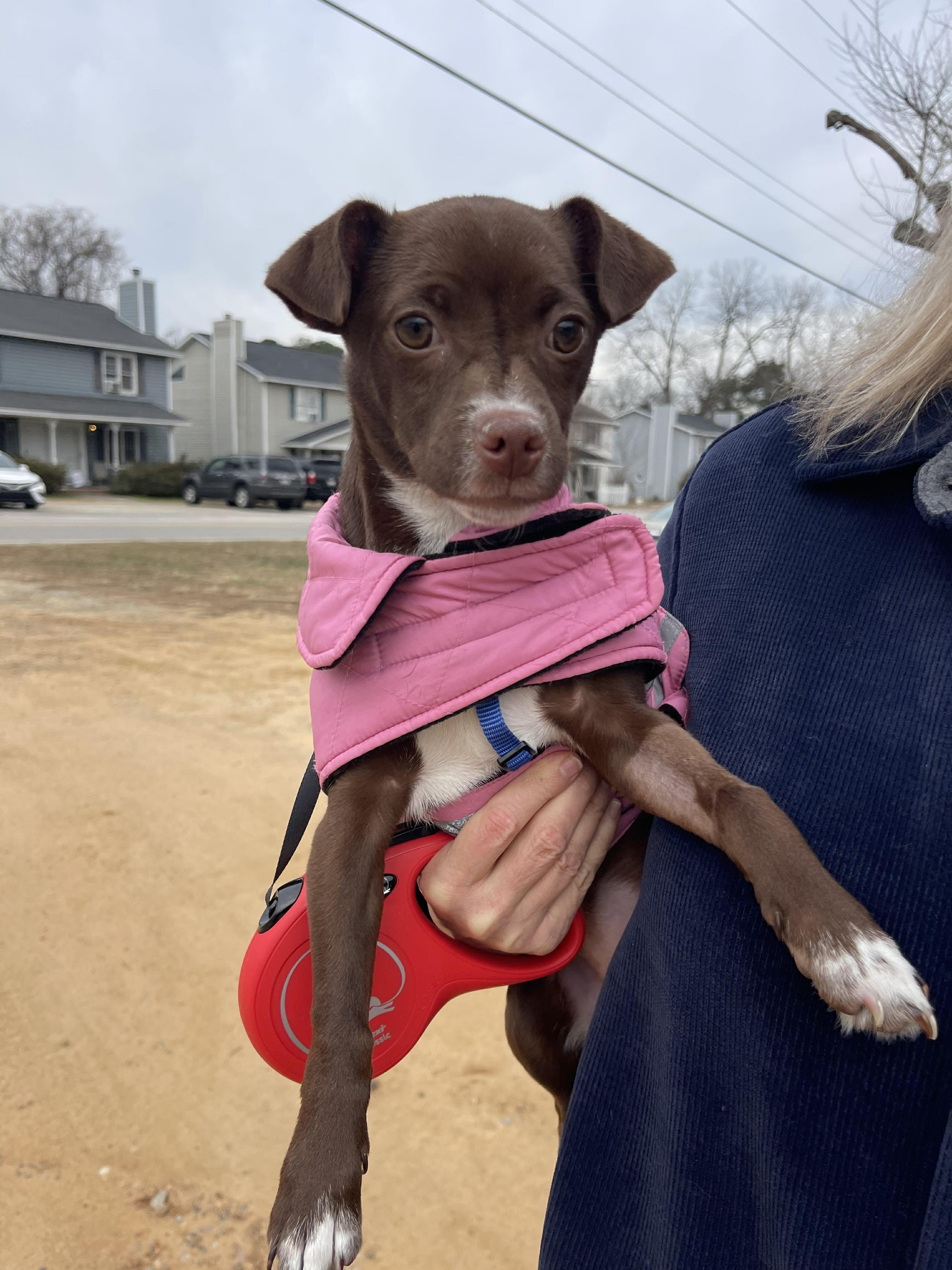 Enlarge Sprinkles, an adopted Mixed Breed in St. Albans, VT image 3/4