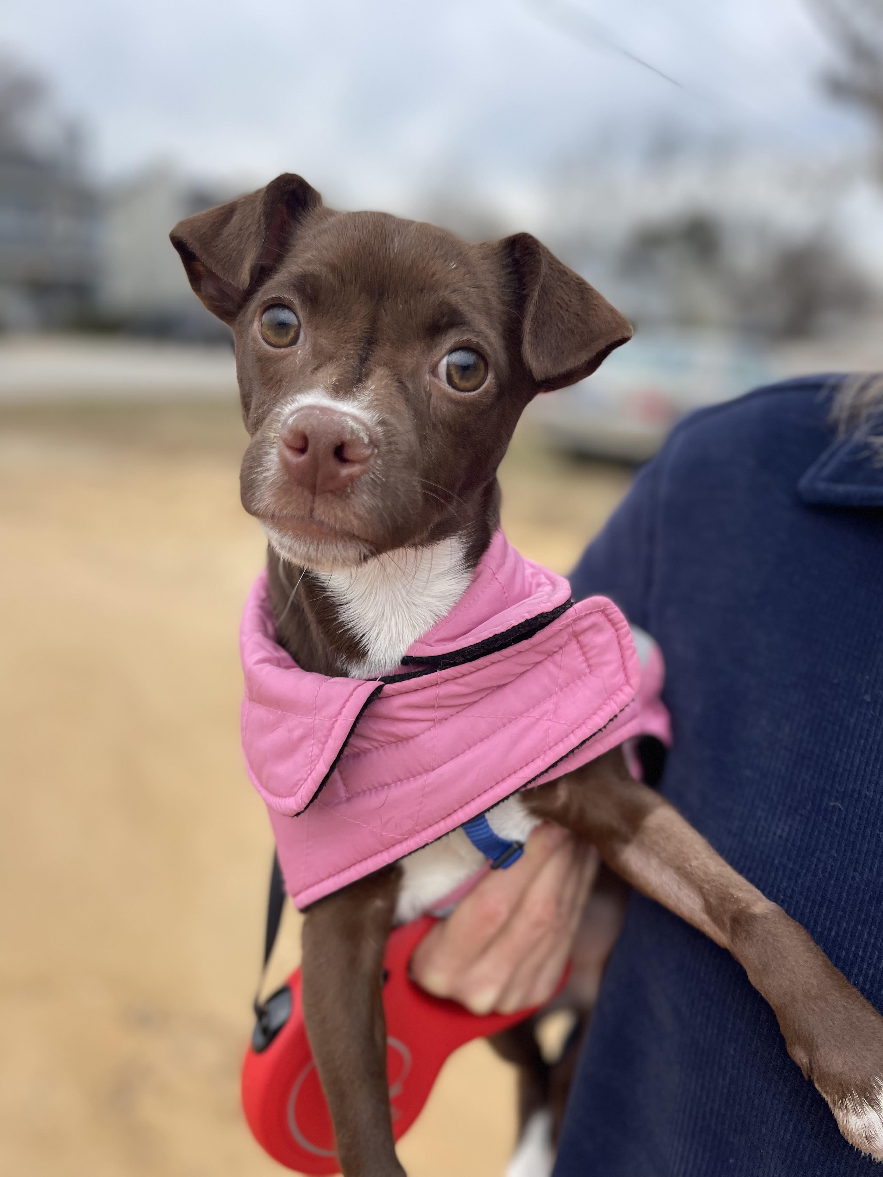 Enlarge Sprinkles, an adopted Mixed Breed in St. Albans, VT image 1/4