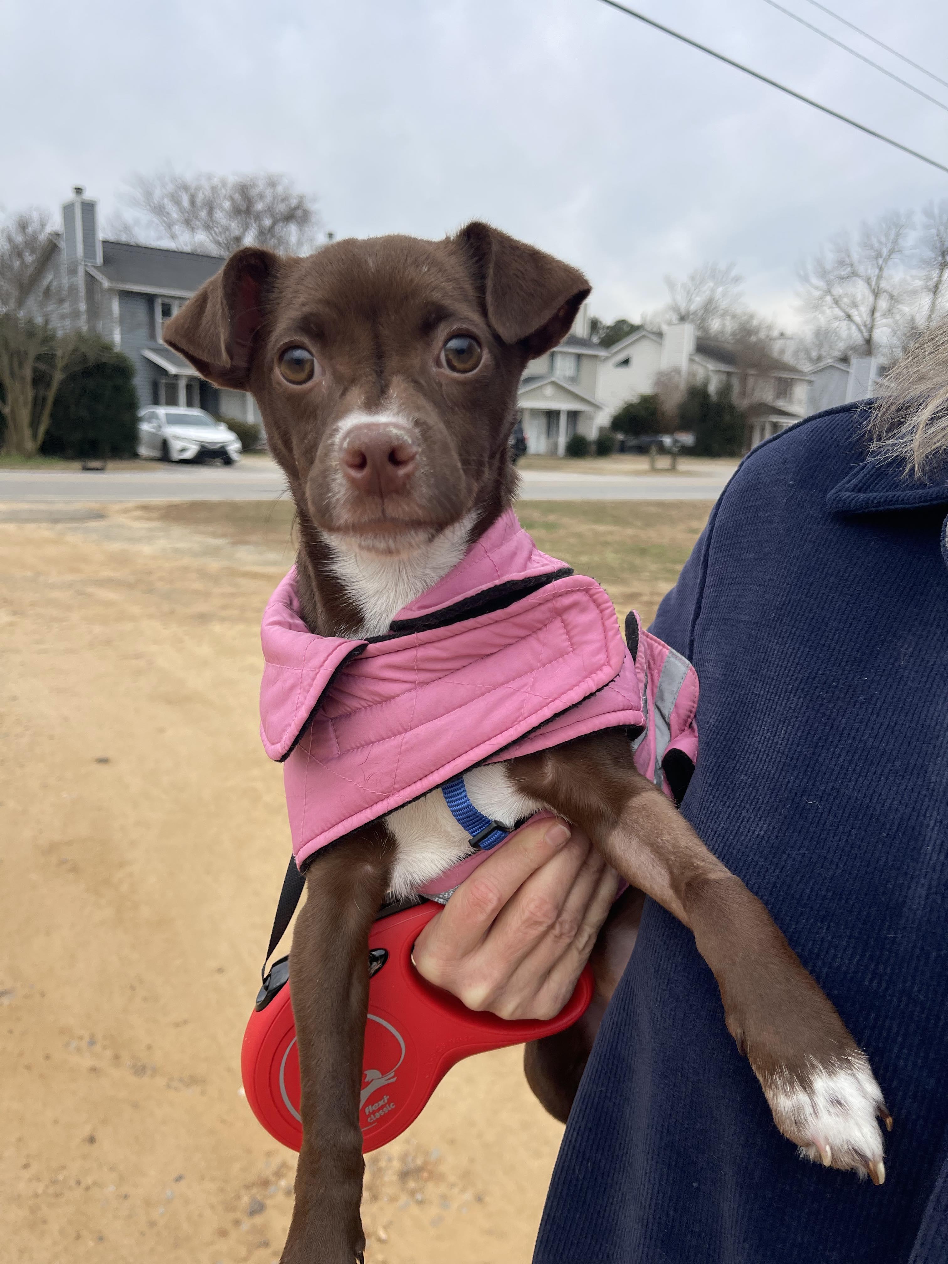 Enlarge Sprinkles, an adopted Mixed Breed in St. Albans, VT image 4/4