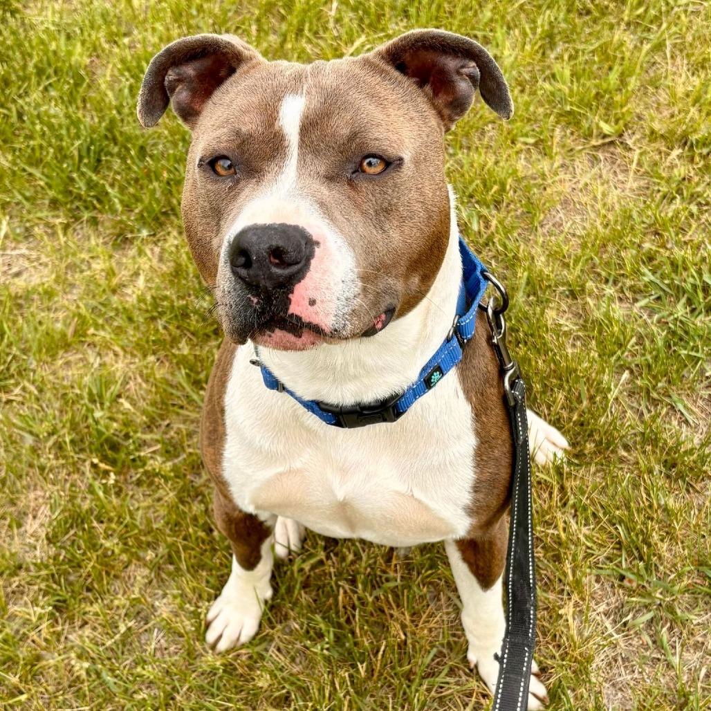 Crue, Adoptable, Adult Male Pit Bull Terrier.