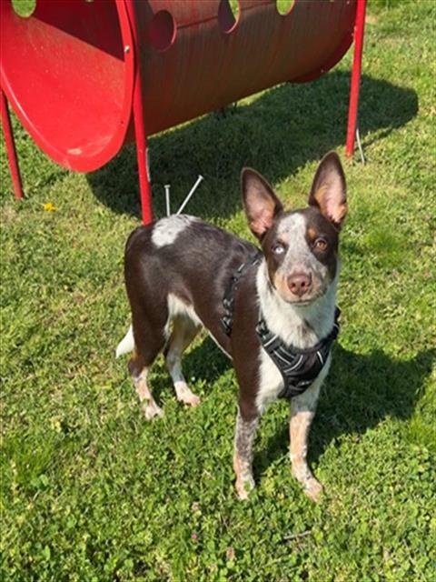 WRANGLER, Adoptable, Young Male Australian Cattle Dog / Blue Heeler & Mixed Breed.