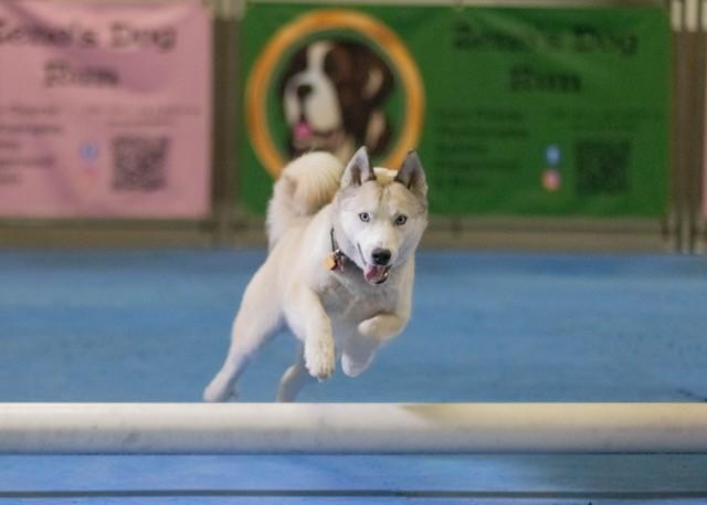 Enlarge Bean, an adoptable mixed breed in Lehigh Valley, PA image 2/4