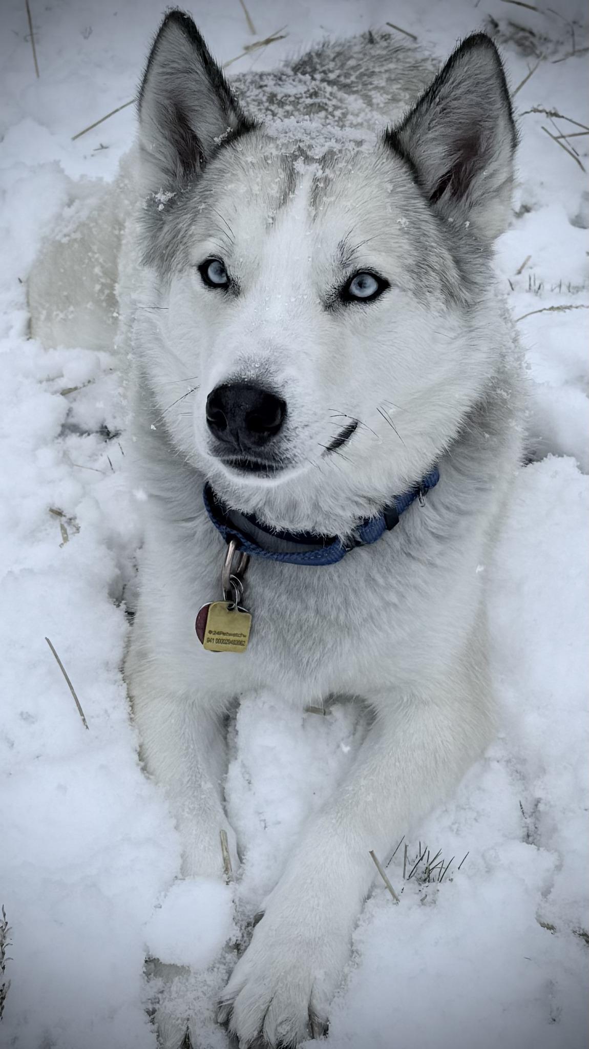 Enlarge Bean, an adoptable mixed breed in Lehigh Valley, PA image 4/4
