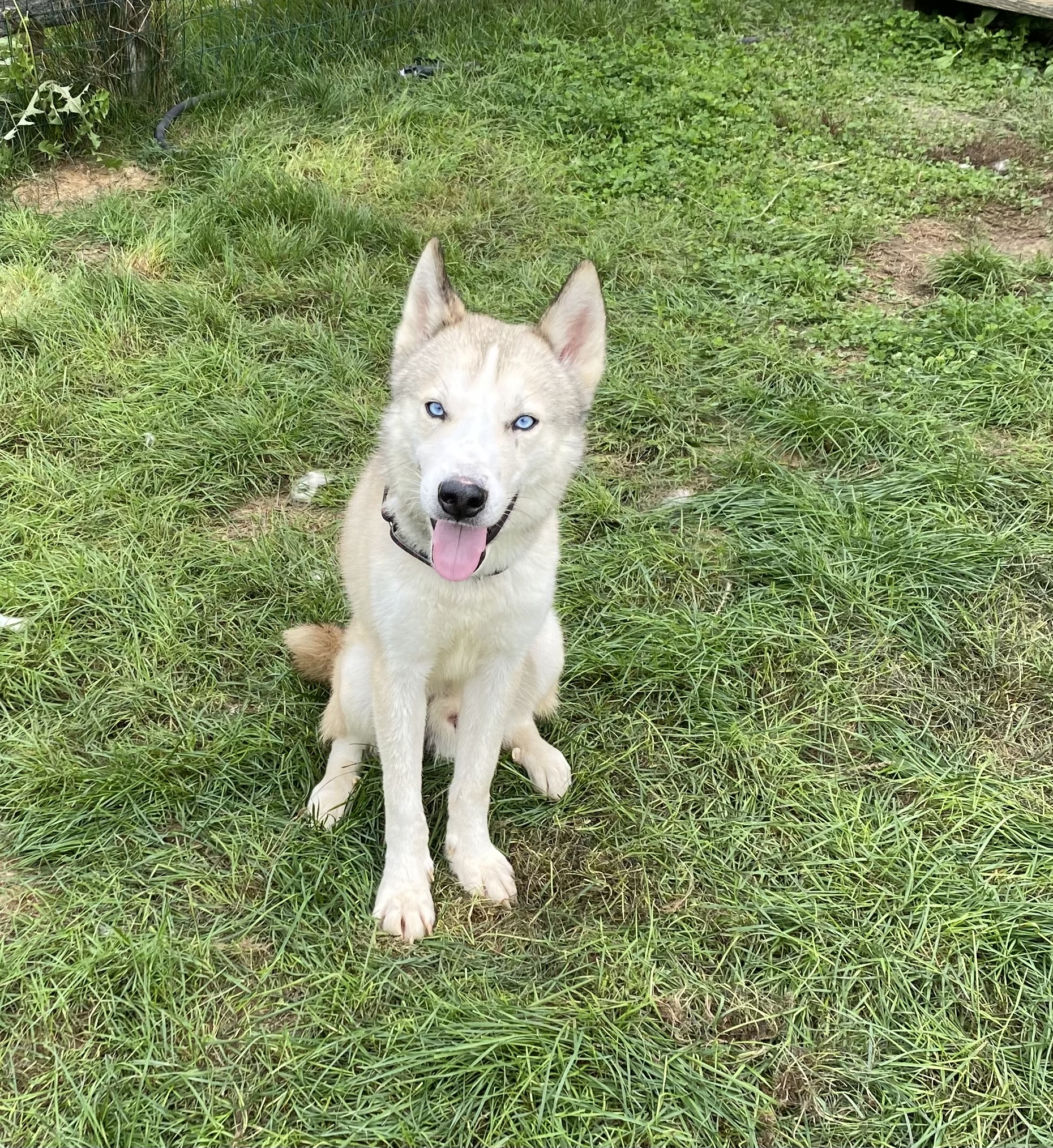 Bean, adoptable, Young Male Siberian Husky.