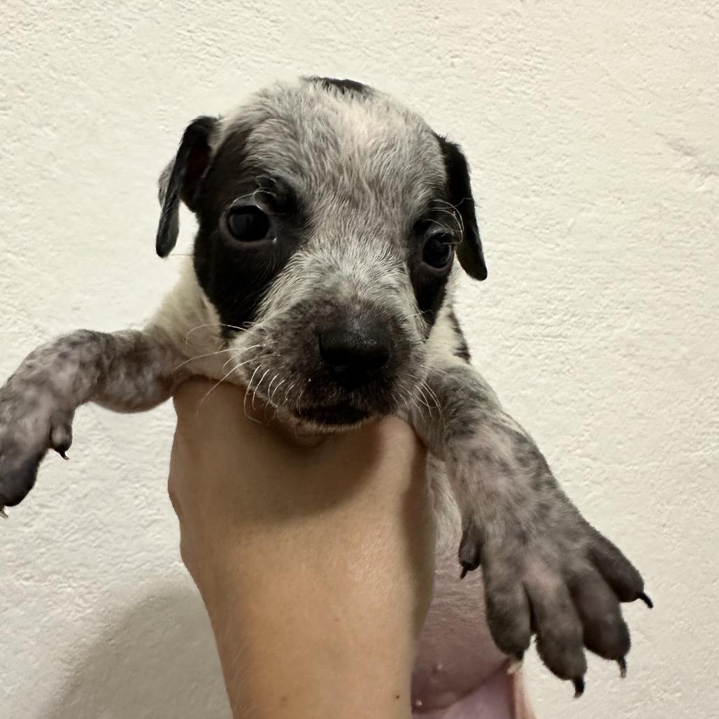 Newton, Adoptable, Puppy Male Mixed Breed.