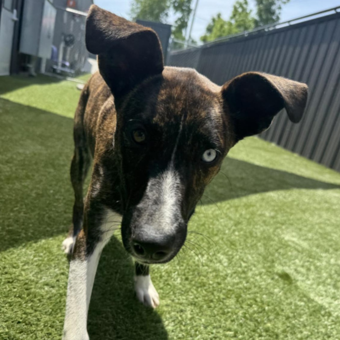Enlarge Andi, a Adoptable mixed breed in Glenolden, PA image 6/6