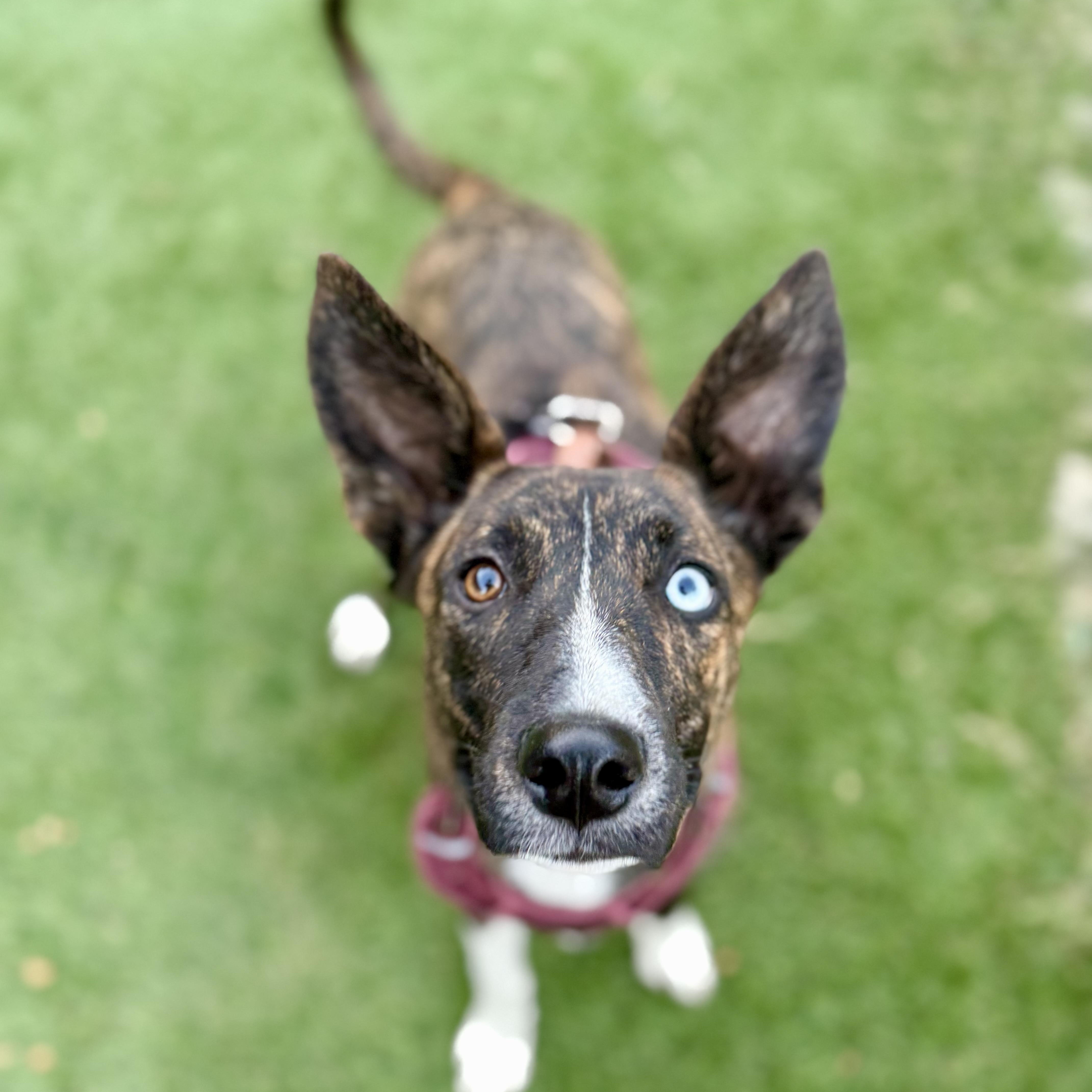 Andi, Adoptable, Puppy Female Border Collie & German Shepherd Dog.