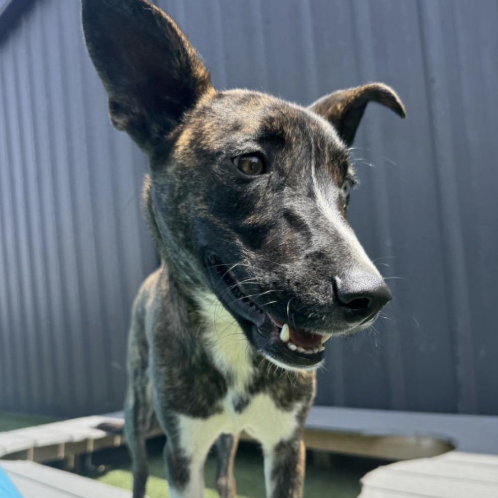 Enlarge Andi, a Adoptable mixed breed in Glenolden, PA image 5/6