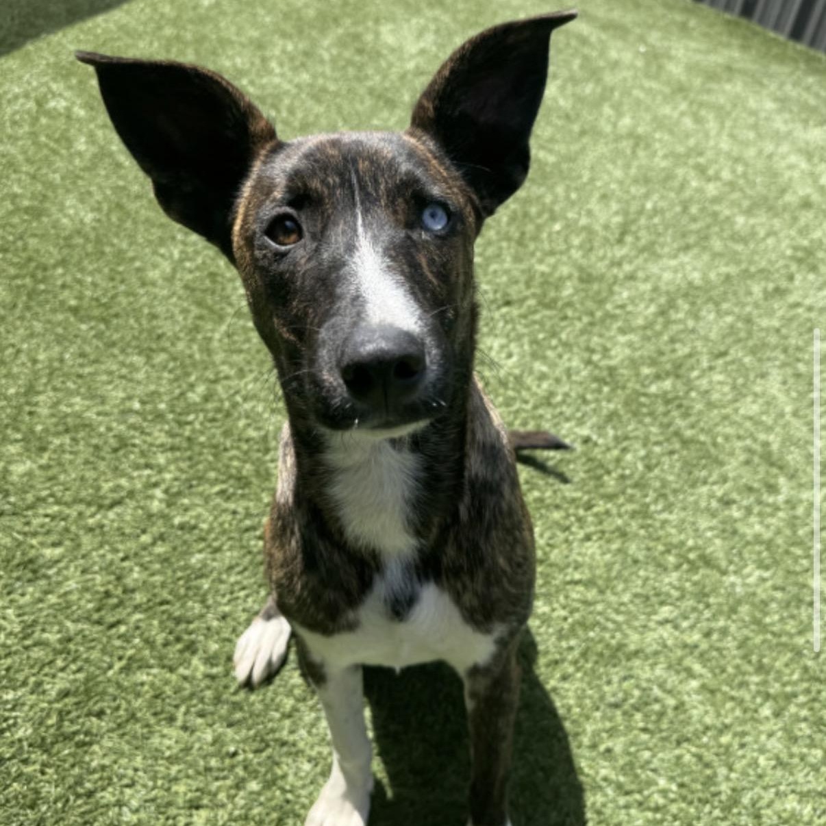 Enlarge Andi, a Adoptable mixed breed in Glenolden, PA image 3/6