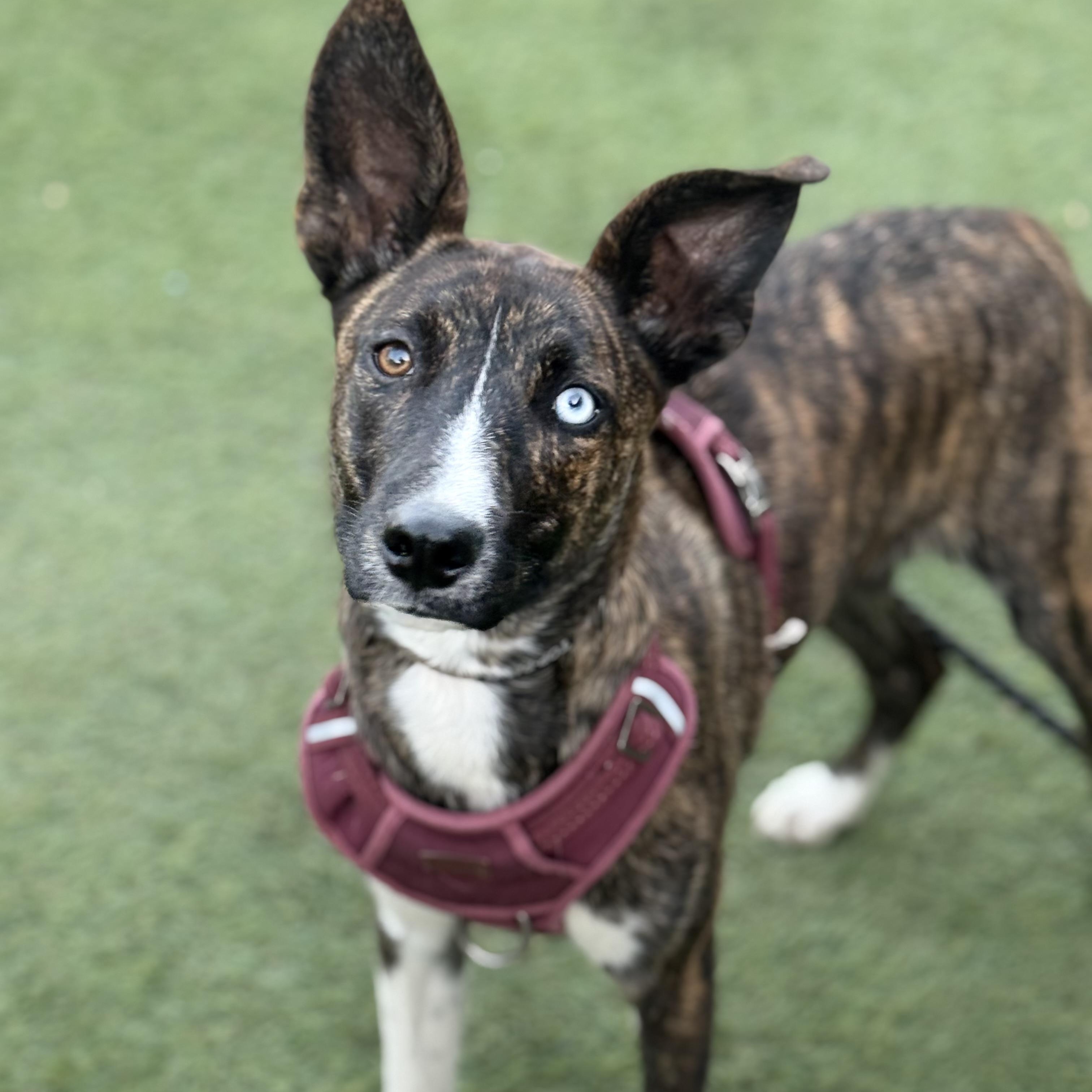 Enlarge Andi, a Adoptable mixed breed in Glenolden, PA image 2/6