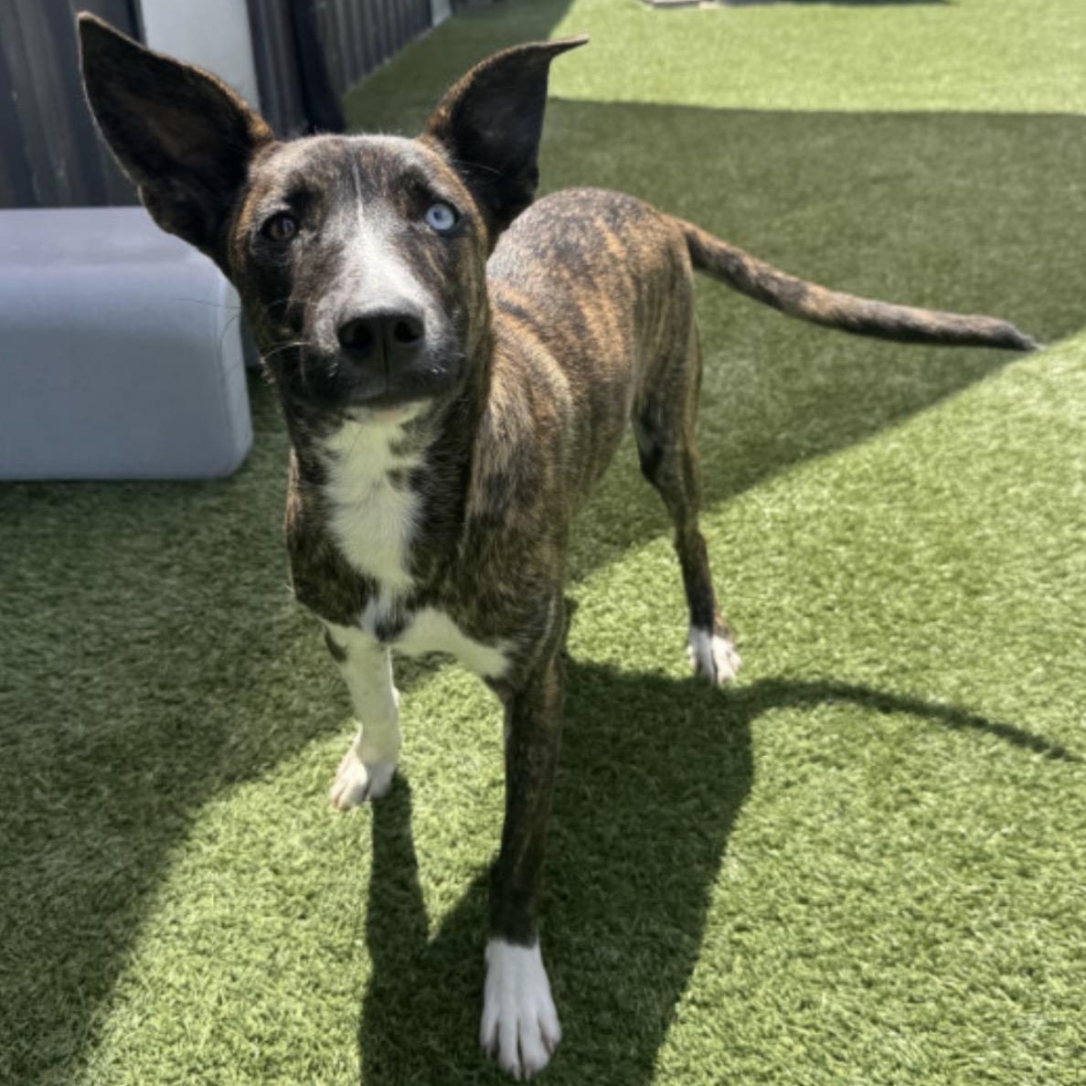 Enlarge Andi, a Adoptable mixed breed in Glenolden, PA image 4/6